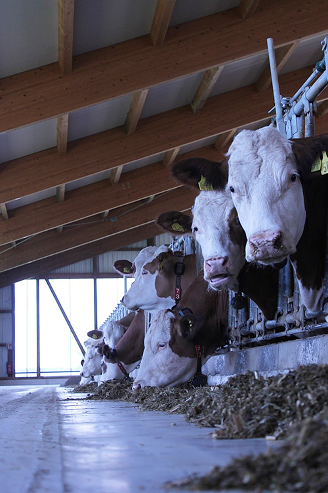 Bild von Kühen in einem Kuhstall