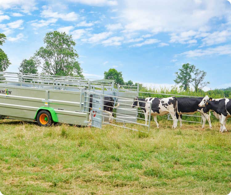 Joskin Betimax RDS auf einem Feld und sammelt Kühe ein
